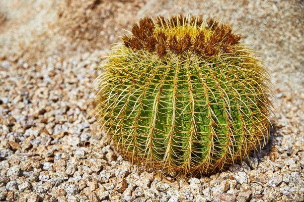 cholla