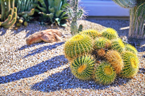 cholla