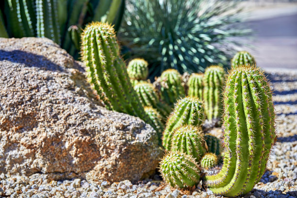 cholla