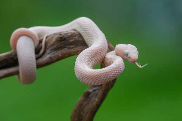 atheris