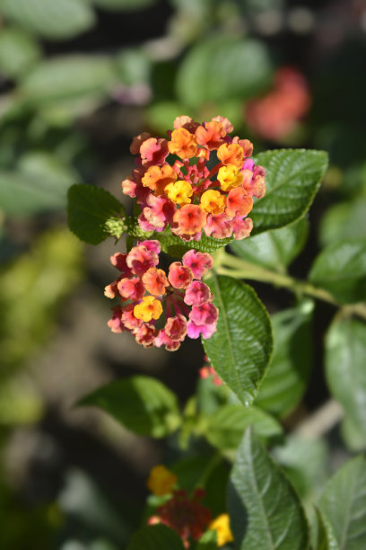 lantana