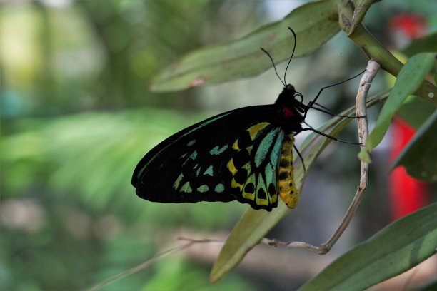ornithoptera