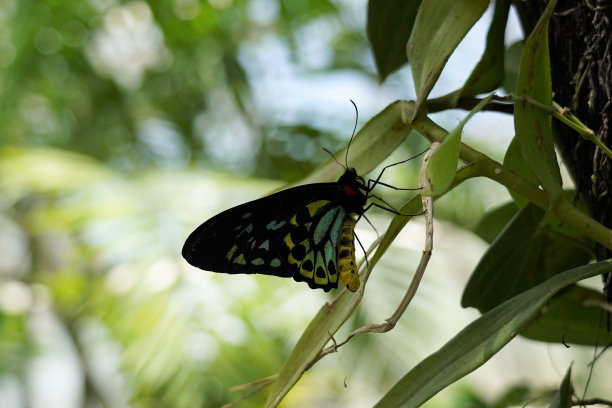 ornithoptera