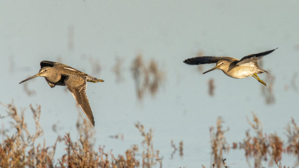 limosa