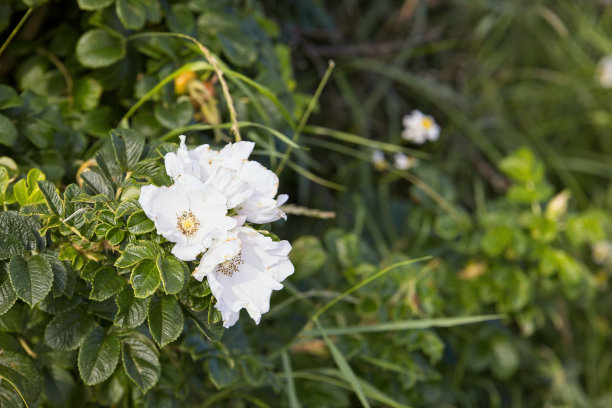 rugosa