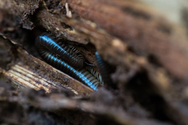millipede