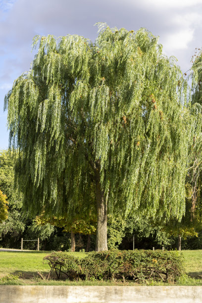 willow