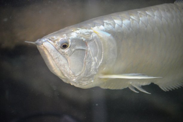 arowana