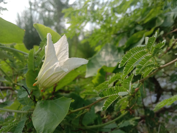 田旋花素材