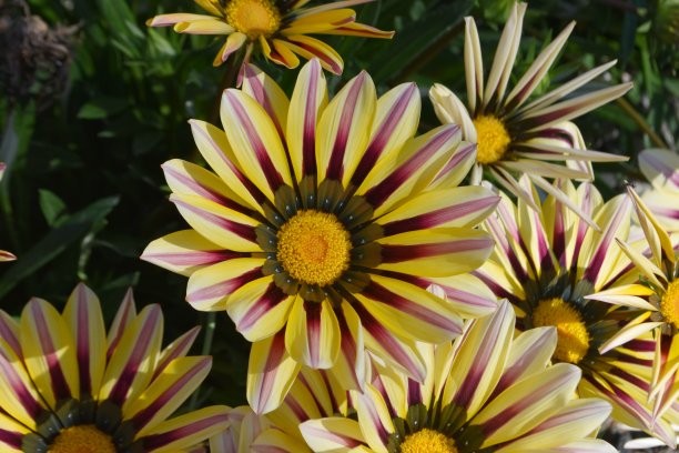 gazania