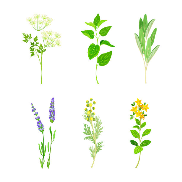 中草药