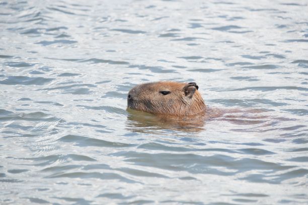 capybara
