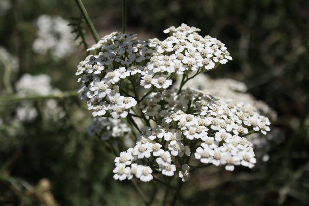 achillea