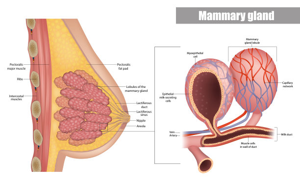 breast