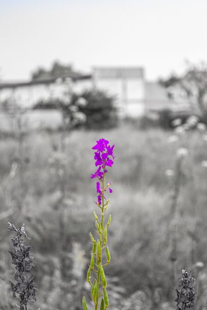epilobium