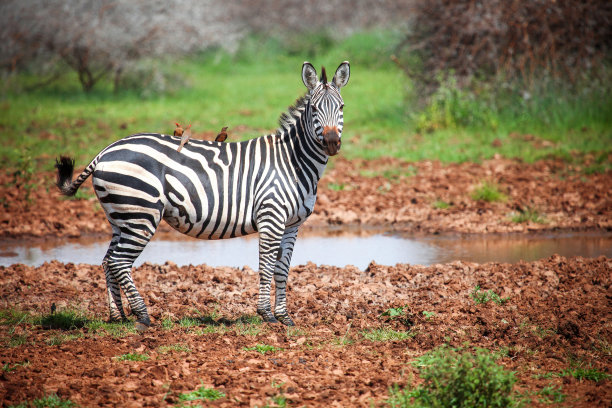 zebra
