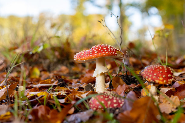 fungus