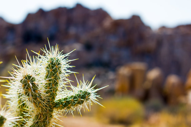 cholla