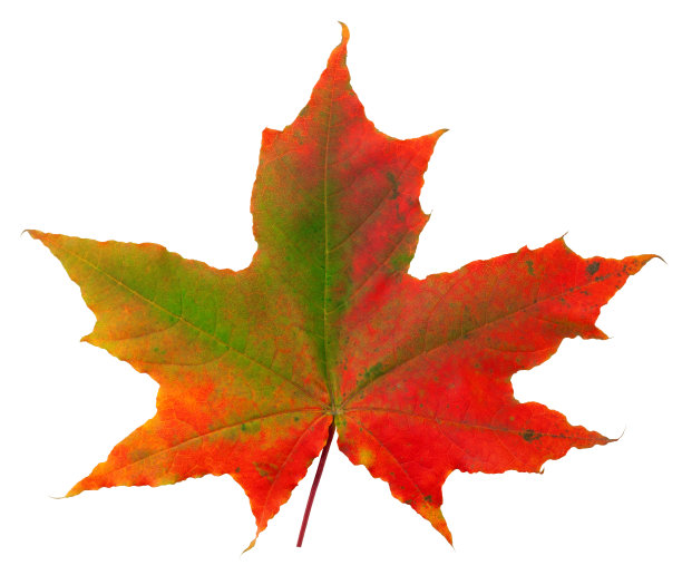 maple