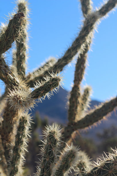 cholla