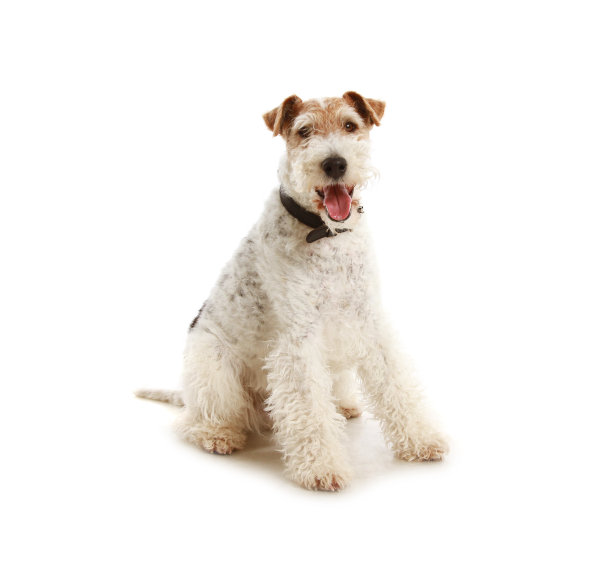 terrier