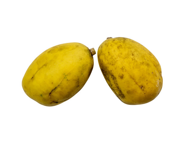 spondias