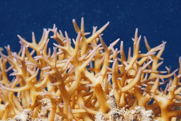 珊瑚,笙珊瑚