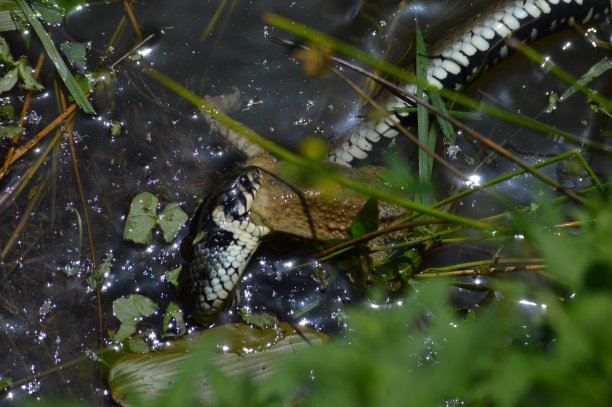 natrix