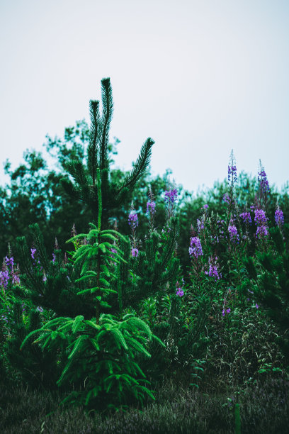 liatris