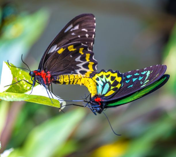ornithoptera