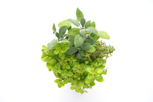 oregano