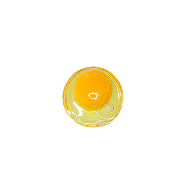 yolk