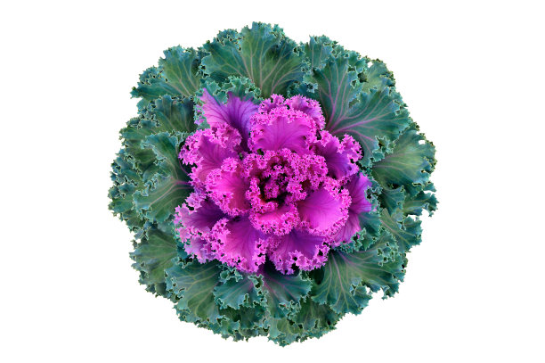 kale