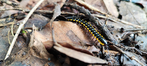 millipede