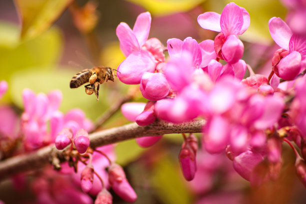 紫荆和蜜蜂