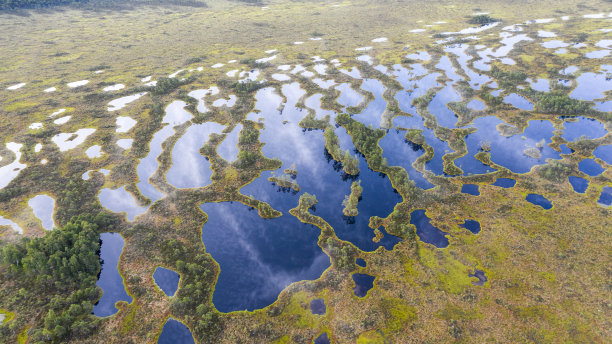 marsh