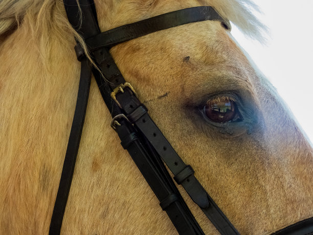 马匹眼睛特写素材