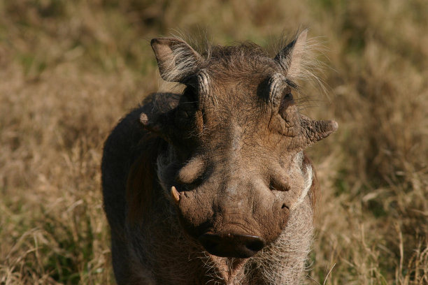 phacochoerus