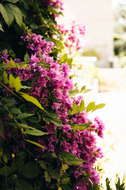 叶子花 光叶子花 苞花 花朵