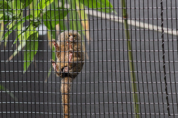 marmoset