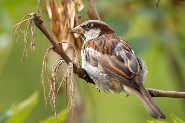 sparrow
