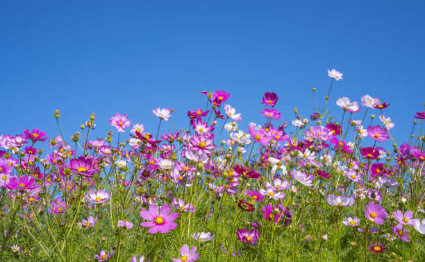 格桑花