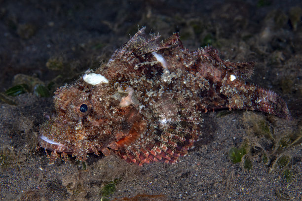 pterois