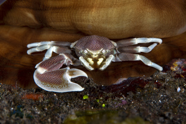 crustacean
