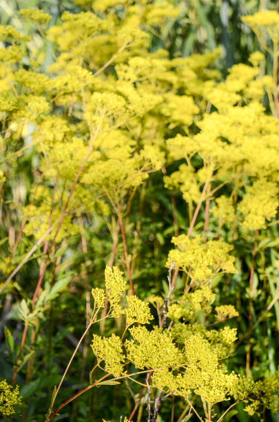 patrinia
