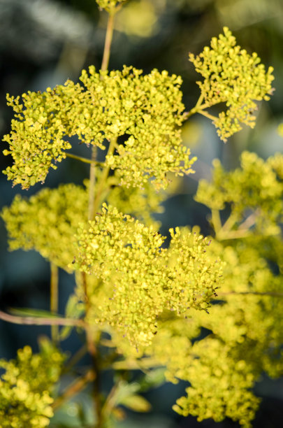 patrinia