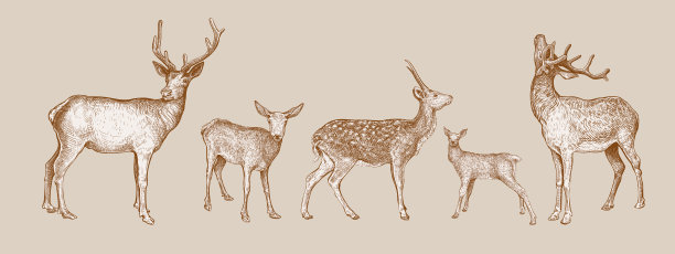 deer