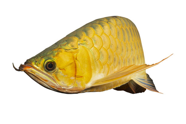 arowana