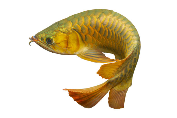 arowana
