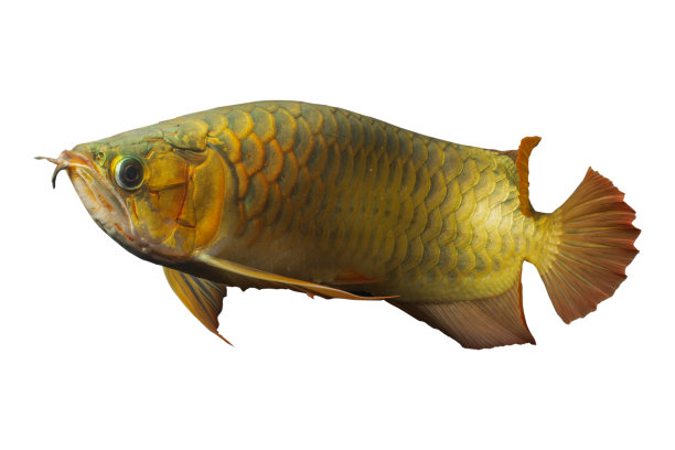 arowana